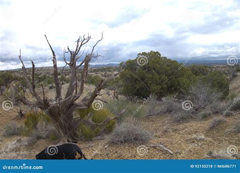 Old Dead Cedar Tree On Blue Sky Background Stock Image Cartoondealer