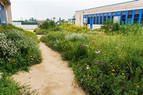 Gardening Archives California Native Plant Society