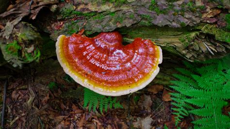 Chaga Vs. Reishi: Which Medicinal Mushroom is Better for YOU? - FreshCap Mushrooms