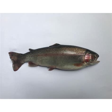 Trucha Arcoiris IPescado