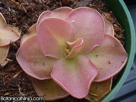 Pinguicula Moranensis Interested In Getting One For Free Sign Up For