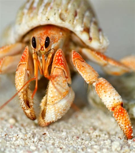 Where Do Hermit Crab Shells Come From Things You Probably Don T Know