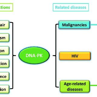 Mode Of Action Of Dna Pk Inhibitors Dsb Dna Double Strand Breaks