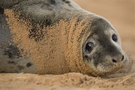 Someone Killed A Pregnant Seal By Shooting It Through The Heart With A