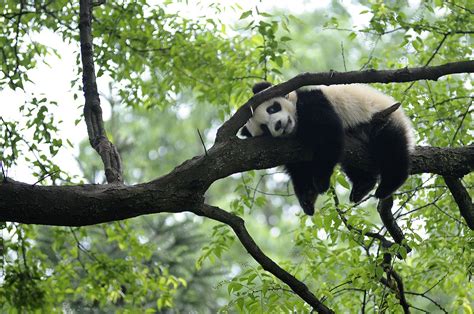 Lazy Panda Wallpapers - Top Free Lazy Panda Backgrounds - WallpaperAccess