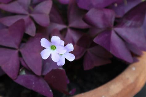 All About Oxalis - Minneopa Orchards