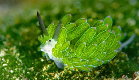 La Lumaca Di Mare Sembra Un Pok Mon Le Abilit Incredibili Della