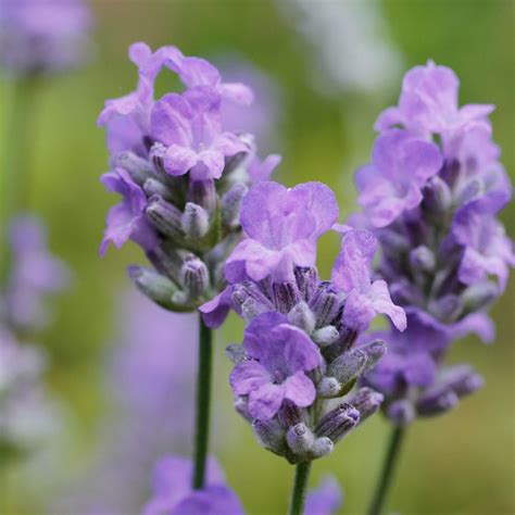 Купить семена Лаванда Lavandula Seal в Москве: доставка семян по России ...