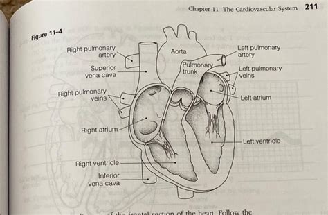 6 Figure 114 Is A Diagram Of The Interior Frontal Chegg