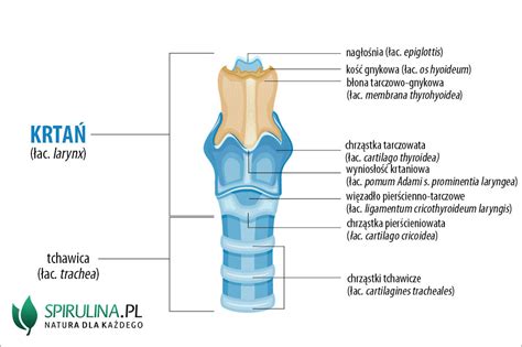 Krtań algi Spirulina i Chlorella