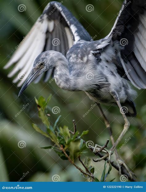 Little Blue Heron in Florida Stock Photo - Image of house, harbor ...