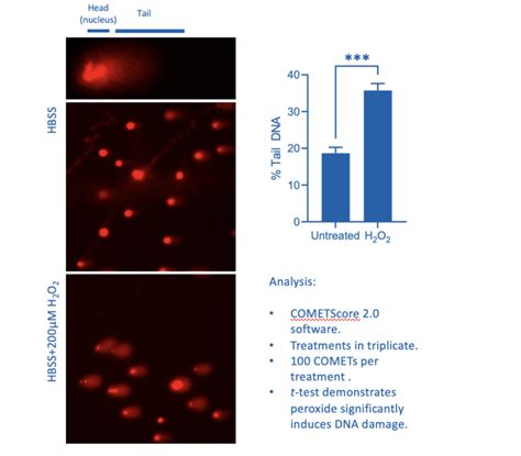 The COMET Assay Single Cell Analysis Of DNA Damage Cellomatics