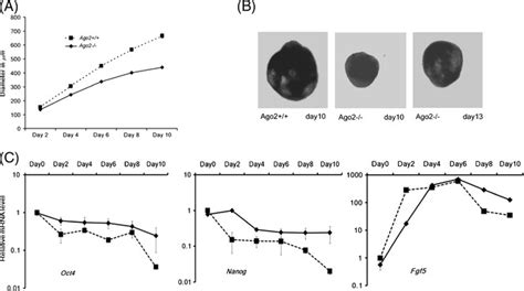 Ago2 Null Es Cells Exhibit Slower Rate Of Differentiation A Growth