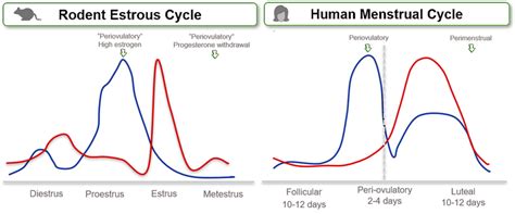 Rodent and human reproductive cycles | Download Scientific Diagram