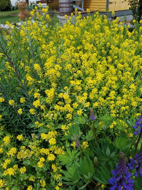 Noxious Weeds With Yellow Flowers