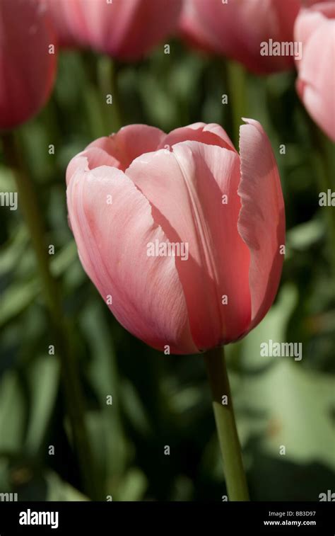 Darwin Hybrid Tulip Salmon Impression High Resolution Stock Photography