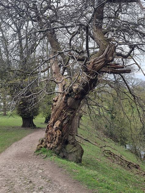 Wayside Tree In Levens Hall Deer Park Oliver Dixon Geograph