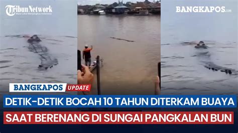 Detik Detik Bocah 10 Tahun Diterkam Buaya Saat Berenang Di Sungai