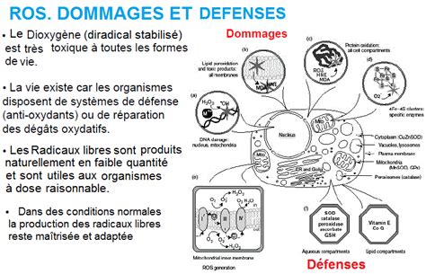 Oxyg Ne M Tabolisme Ros Radicaux Libres