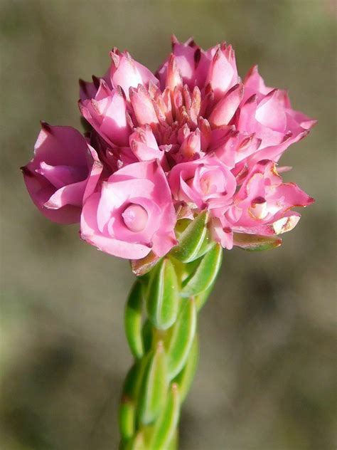 Purpletip Heath From Greyton Nature Reserve 7233 South Africa On