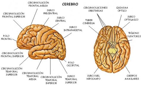 BIOLOGIA FOTOS DIBUJOS IMAGENES DIBUJOS DEL CEREBRO HUMANO Y SUS