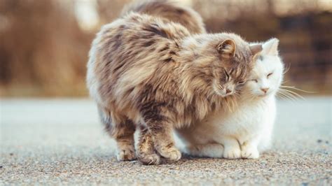 Bagaimana Tanda Kucing Yang Sehat Hewan Kesayangan