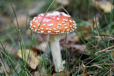 Mantar Agaric Sinek Mantarı Pixabay de ücretsiz fotoğraf Pixabay