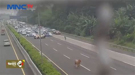 Heboh Ulahnya Bikin Macet Ending Sapi Kurban Usai Berkeliaran Di Tol