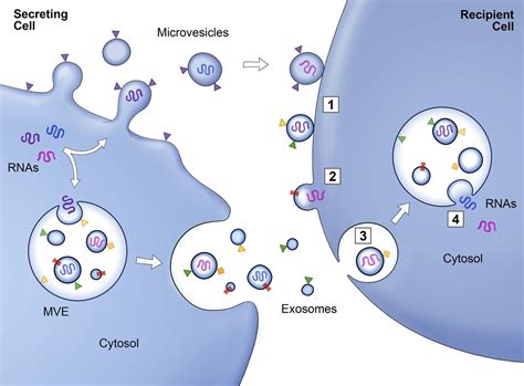 Vesicles Transport Information