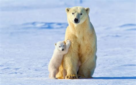 Winter Snow Polar Bears White Bear Light 1080P Baby HD Wallpaper