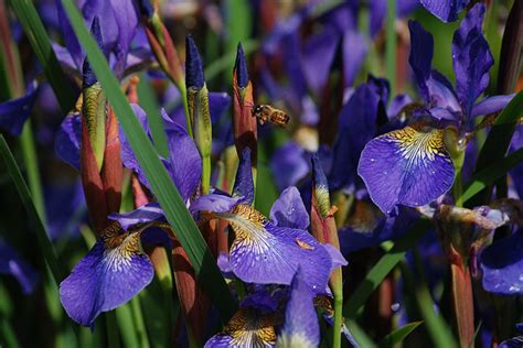 Cómo cultivar el lirio común para llenar de color tu jardín Foto 6