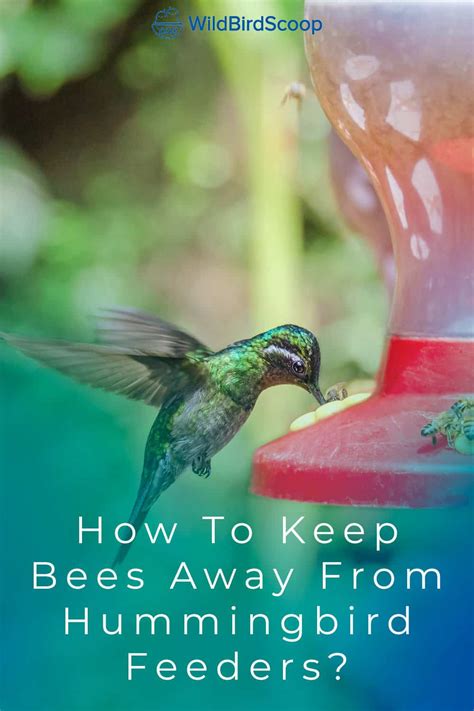 How To Keep Bees Away From Hummingbird Feeders 7 Top Tips