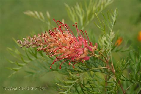 grevillea coconut ice grevillea cultivar coconut ice  flickr