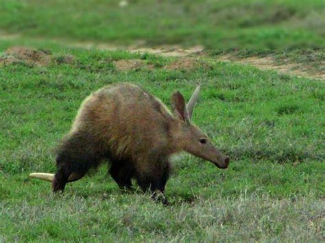 15 Amazing Facts About Aardvarks