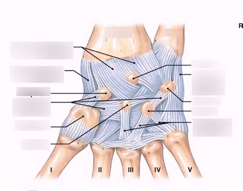 anterior wrist Diagram | Quizlet