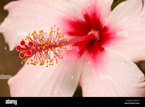 Hibiscus Rosa Sinensis Malvaceae Stock Photo Alamy