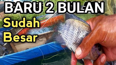 BUDIDAYA IKAN NILA RUMAHAN 2 BULAN SUDAH BESAR BESAR YouTube