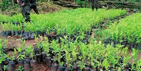 Extensas Plantaciones De Hoja De Coca Son Erradicadas En Yoro Y Olancho