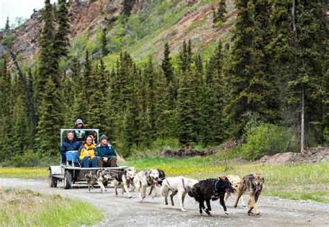 Best Alaska Dog Sledding Tours | Alaska Shore Excursions