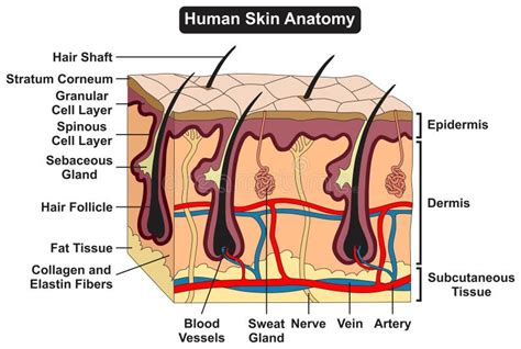 Structure Et Parties Du Diagramme Infographique De L Anatomie De La