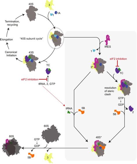 Translation Initiation By The Hepatitis C Virus Ires Requires Eif A And