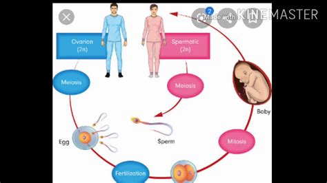 Human Reproduction Biology Chapter Reproductive System Part 1 Youtube