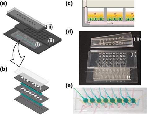 The Microfluidic Cell Culture And Immunoassay System A Schematic