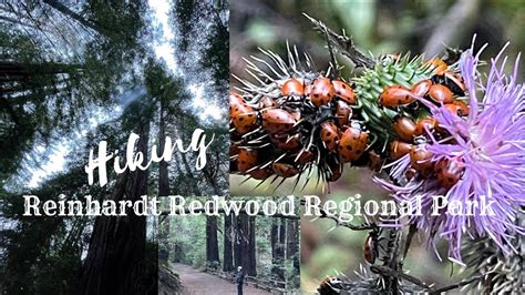 Hiking Reinhardt Redwood Regional Park | Oakland California - YouTube