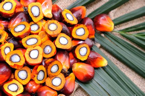 Can Palm Oil Investing In 2023 Be Ethical