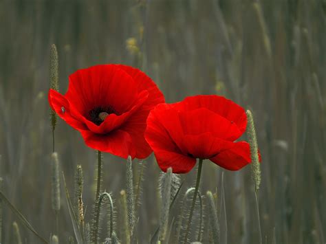 Мак Цветок Фото — Queenphoto.Ru