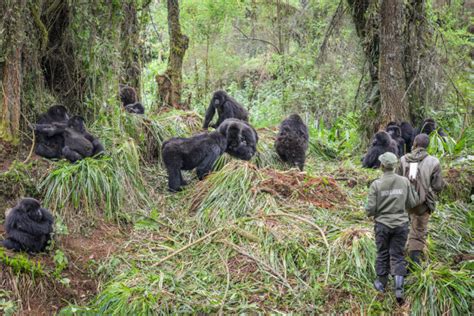 5TF: 5 Things About Gorilla Social Groups - Dian Fossey Gorilla Fund