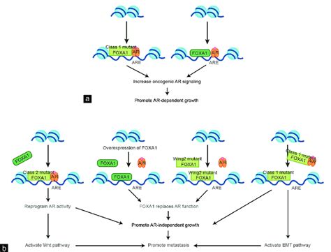 Foxa1 And Ar Regulated Pathway In Ar Dependent Prostate Cancer And