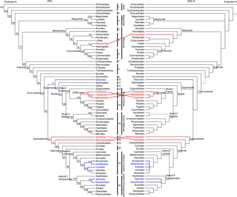 Angiosperm Ordinal Phylogenetic Relationships In Ppa Based On The