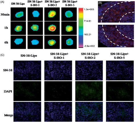 In Vivo Fluorescence Imaging Of Plns Subcutaneously Injected With